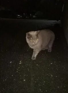 Найден кот британец