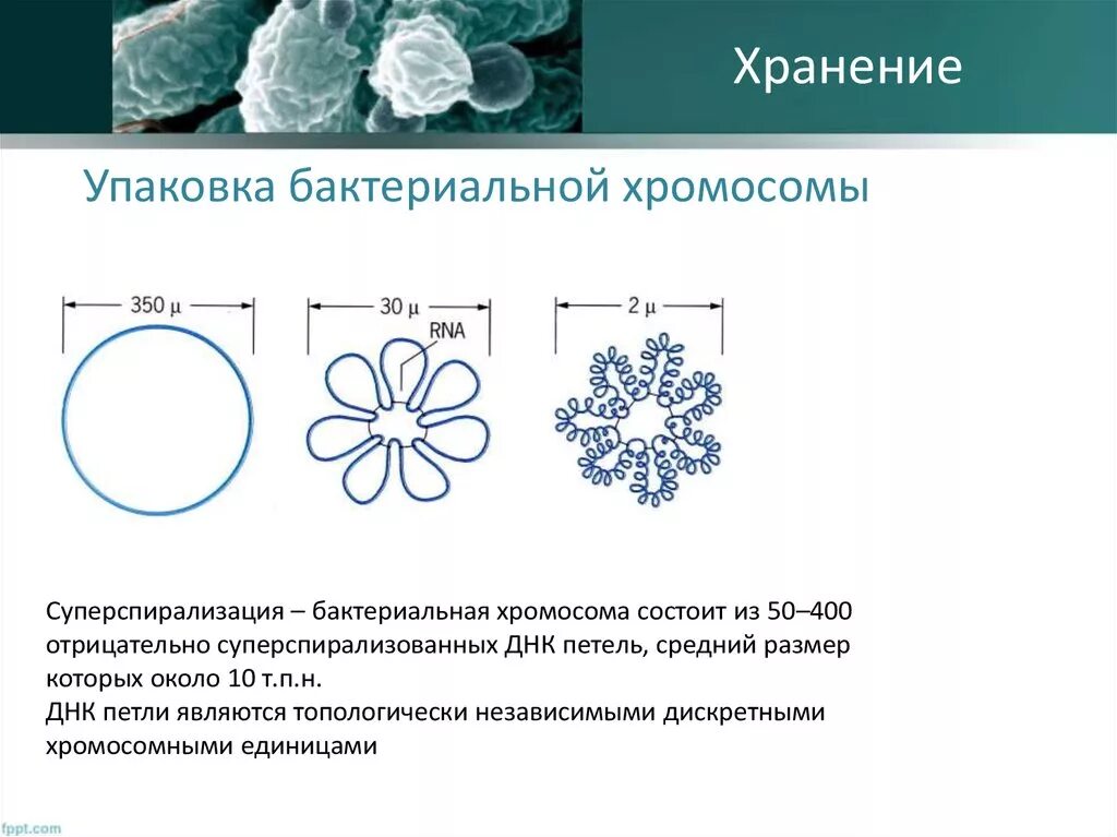 Форма днк бактерий. Строение бактериальной хромосомы. Структура бактериальной хромосомы. Упаковка бактериальной хромосомы. Особенности функционирования бактериальной хромосомы.