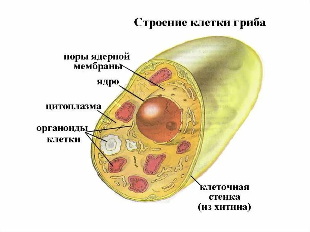 Последовательность структур клетки гриба. Строение оболочки грибной клетки. схема строения клетки гриба. схема строения клетки гриба 5 класс биология. строение эукариотической клетки гриба.