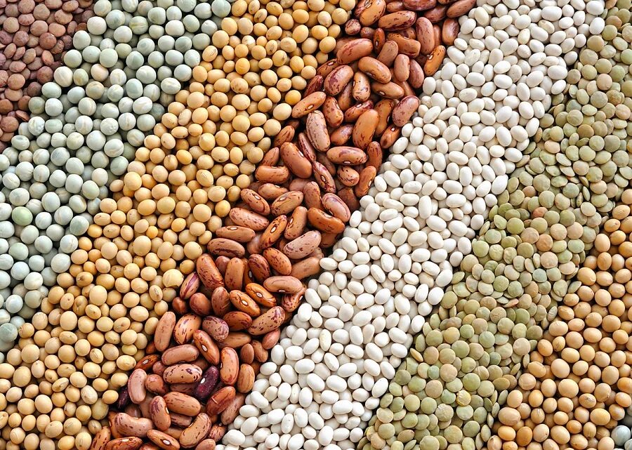 зерновые и зернобобовые культуры. зерновые и бобовые продукты. пшеница ячмень шрот семена кукурузы. бобовые злаковые культуры. бобовые.