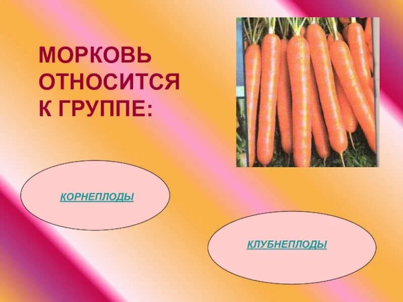 Корнеплод моркови является. К клубнеплодам относятся морковь. морковь относится к группе. овощи которые относятся к группе корнеплодов. корнеплодам относят морковь.