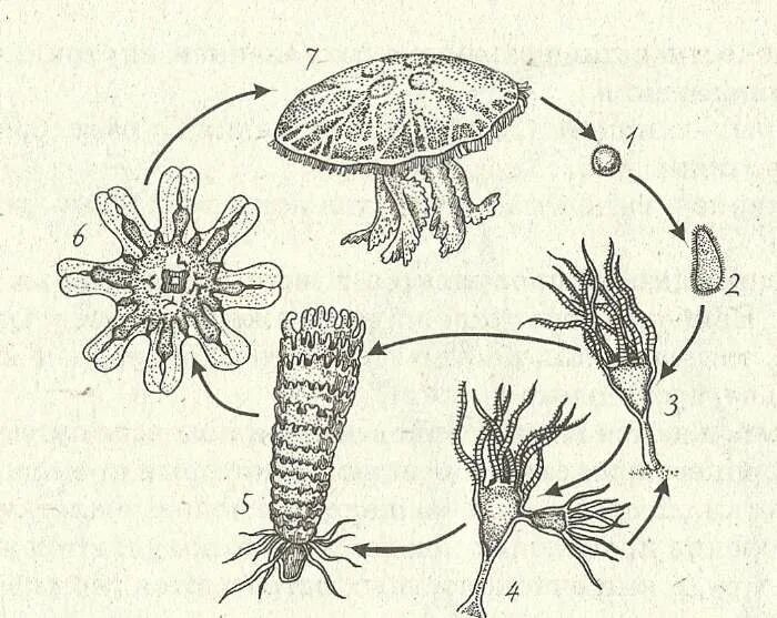 Цикл развития кишечнополостных. Кишечнополостные полипы и медузы. Жизненный цикл сцифоидных медуз. Жизненный цикл сцифомедузы.