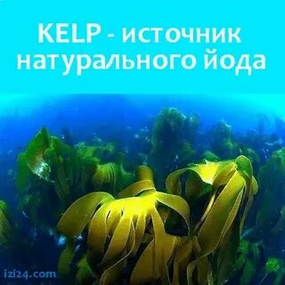 Йод водоросли келп
