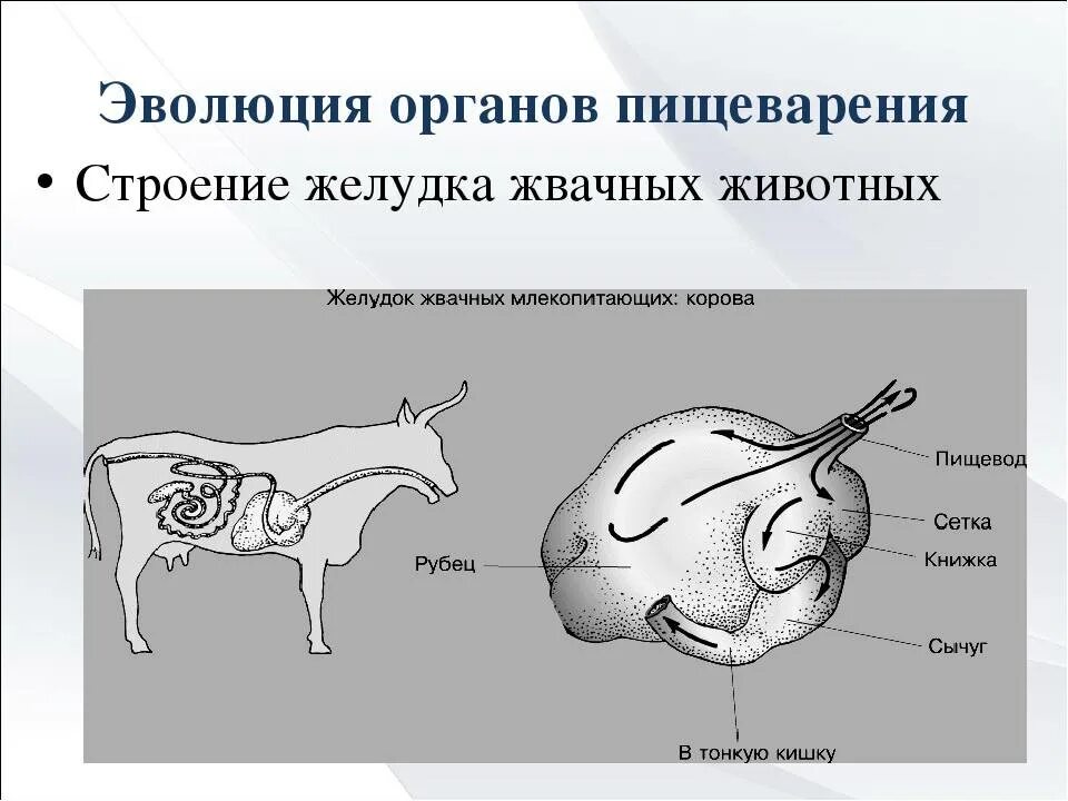 Отделы жвачных животных. Строение многокамерного желудка крс. пищеварительная система жвачных животных. строение многокамерного желудка жвачных. пищеварительная система млекопитающих жвачных животных.