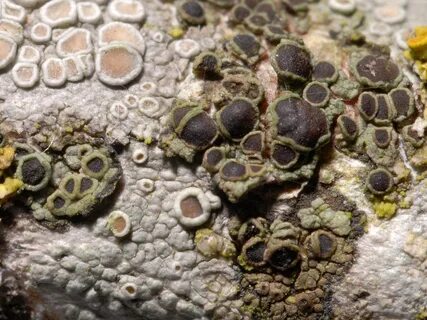 Lichen Gallery :: Rinodina :: Rinodina sophodes (D80A0604)