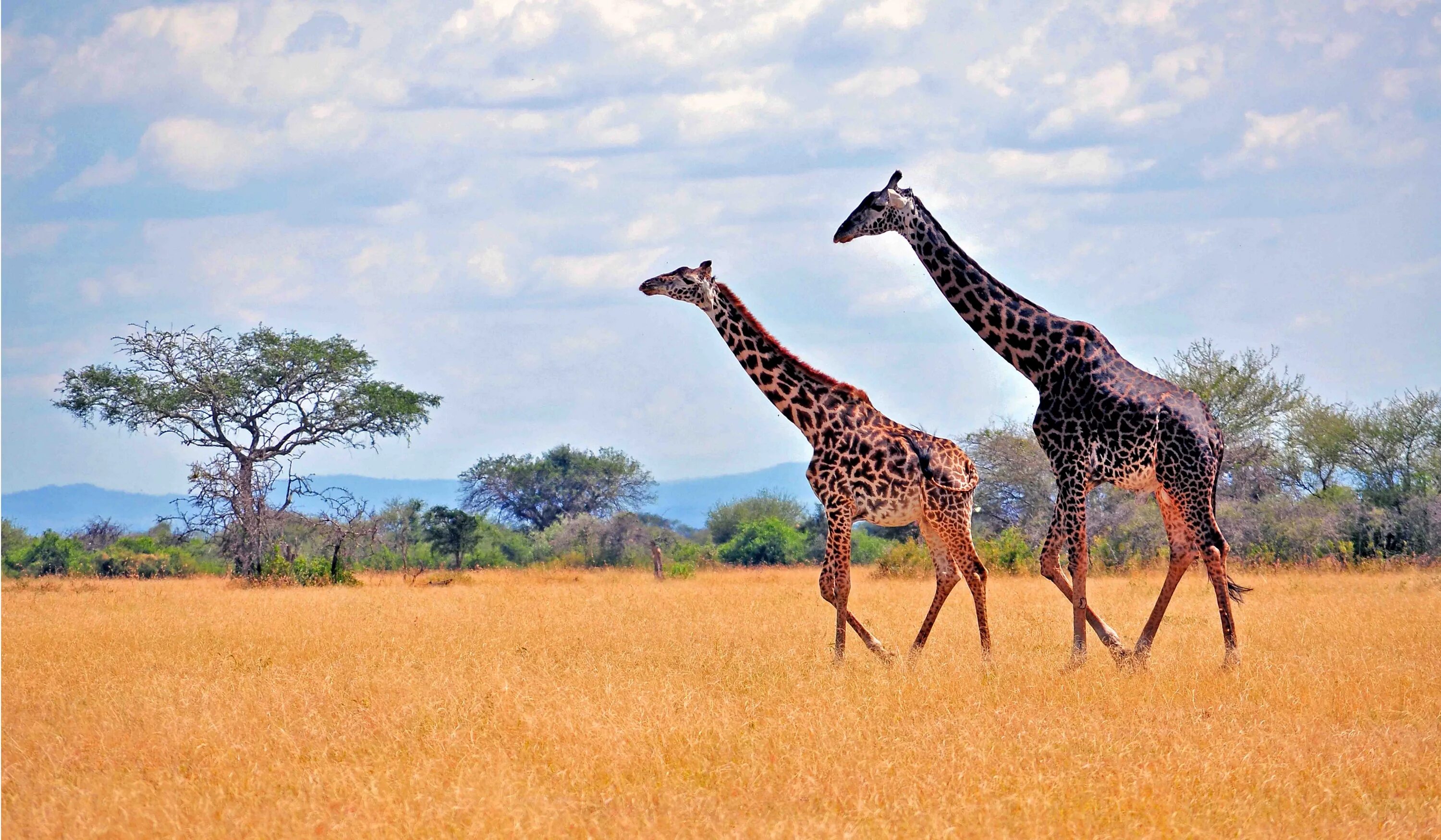 Африка самый высокий. Серенгети Танзания. Килиманджаро национальный парк Серенгети. Парк Серенгети Жираф. Национальный парк Серенгети слоны.