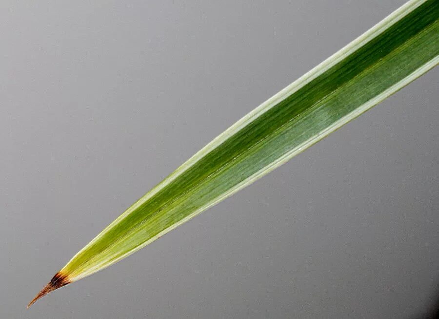 Осока кобомуги. Лист осоки. Осока двутычинковая. Стебель осоки. Лист осоки.