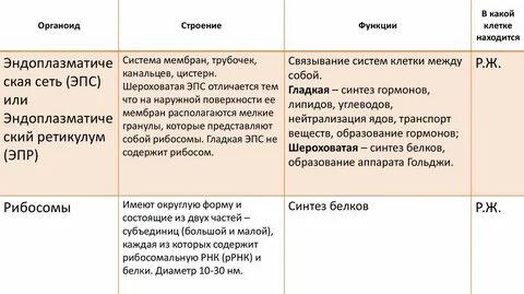 Функции органоидов клетки таблица 8 класс биология