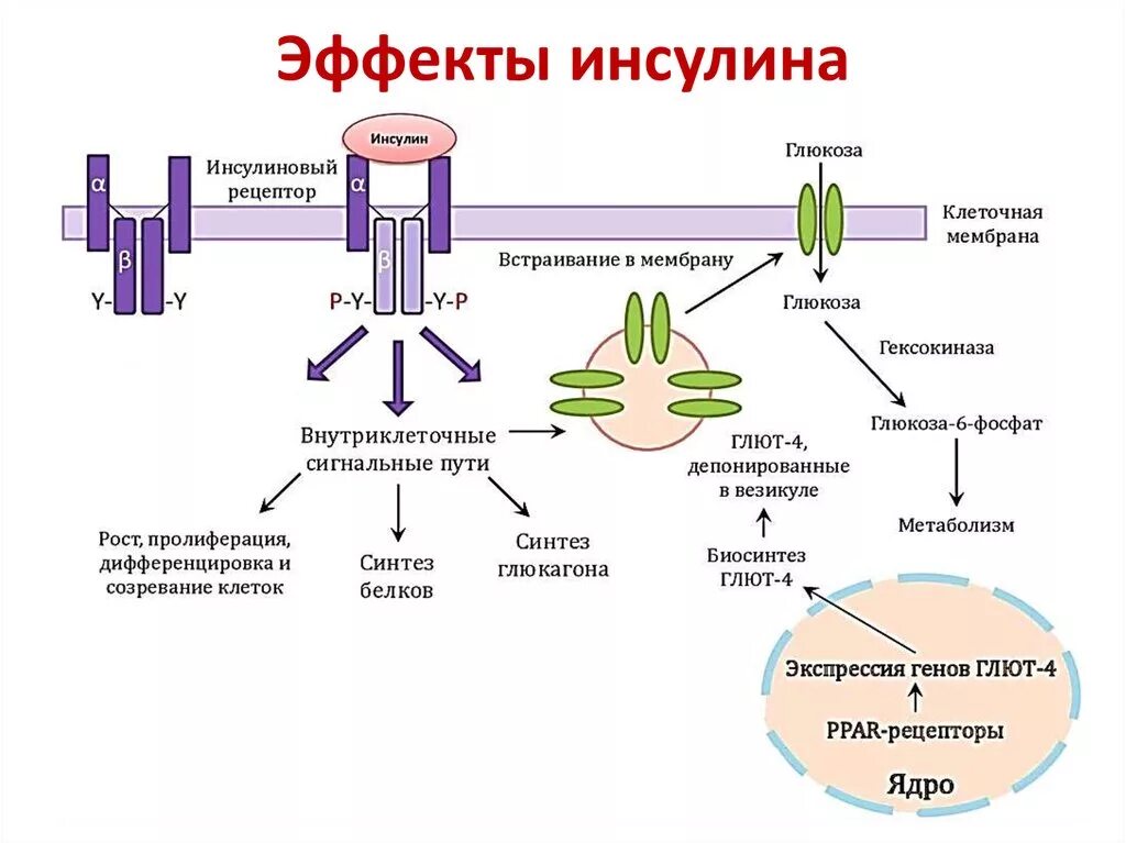 Транспорт белков внутриклеточный. Механизм действия инсулина биохимия гормоны. Механизм действия инсулина схема. Инсулин схема действия гормона. Схема механизма действия инсулина на клетку.