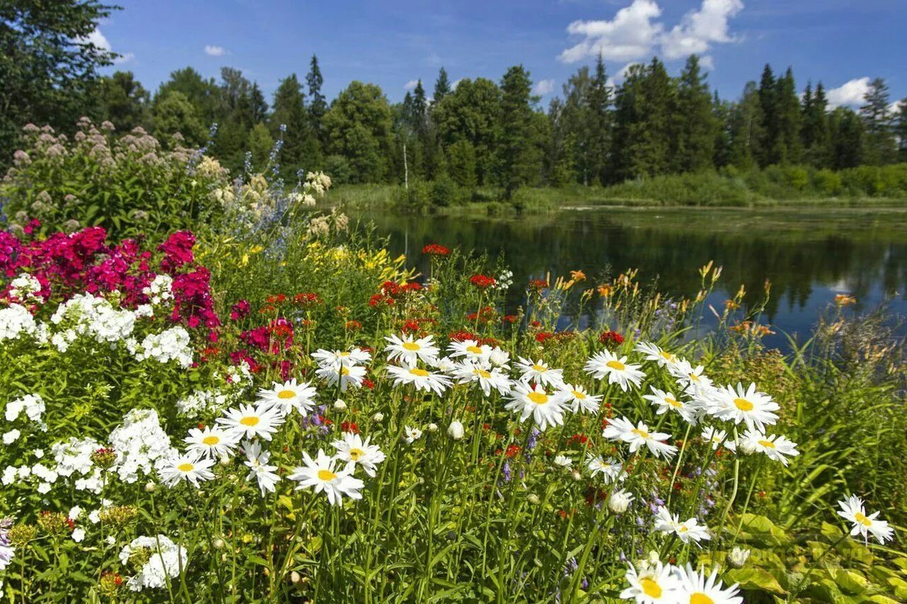 Луговые цветы. Ромашки на лугу. Летняя природа. Цветущий луг.