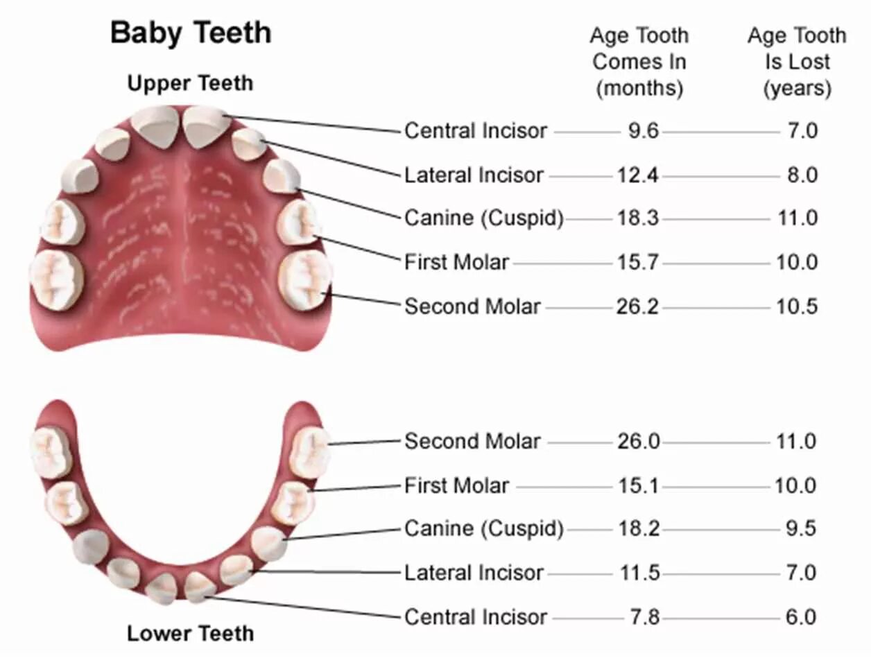 Схема смены молочных зубов у детей. Схема какие зубы выпадывают. Схема смены молочных зубов на постоянные у детей. Схема выпадения зубов у детей.