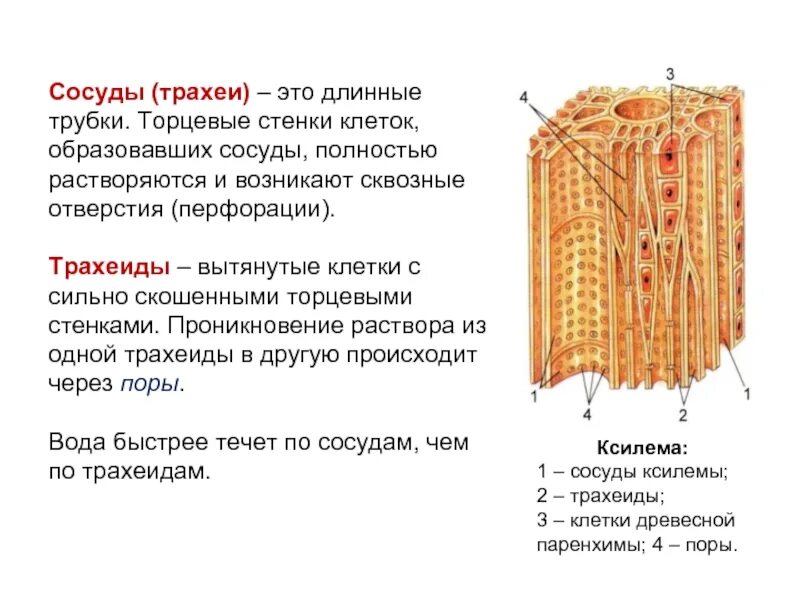 Какую функцию выполняют сосуды у растений 2.2. Ксилема трахеиды и трахеи. Трахеиды Проводящая ткань. Трахеиды в ксилеме у голосеменных. Проводящие ткани сосуды трахеиды и ситовидные трубки.