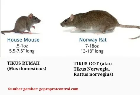 Mouse comparison