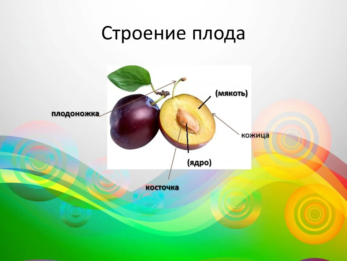 Наука изучающая строение плодов. Слива строение плода. строение плода яблока.