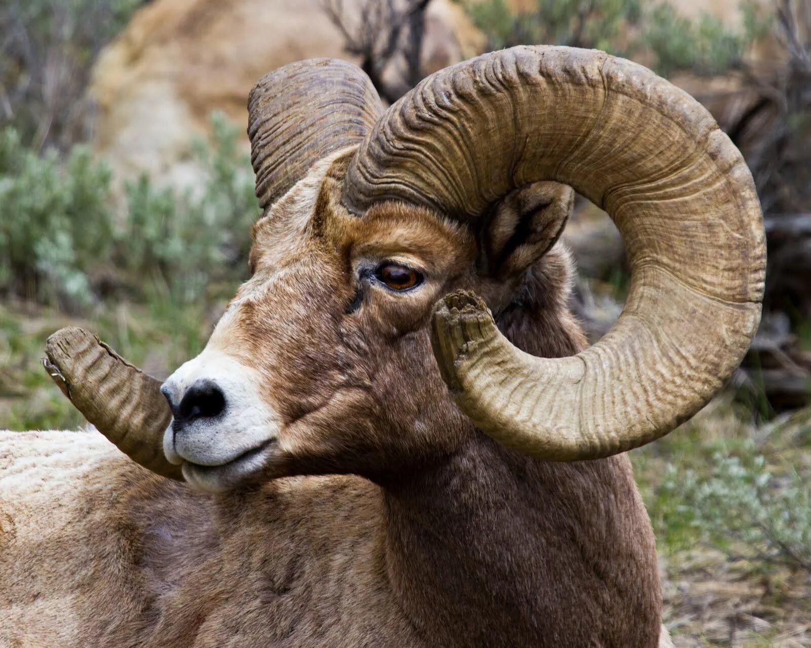 Rams horn. Ram животное. carnero. carnero horn. согнуть в бараний рог.