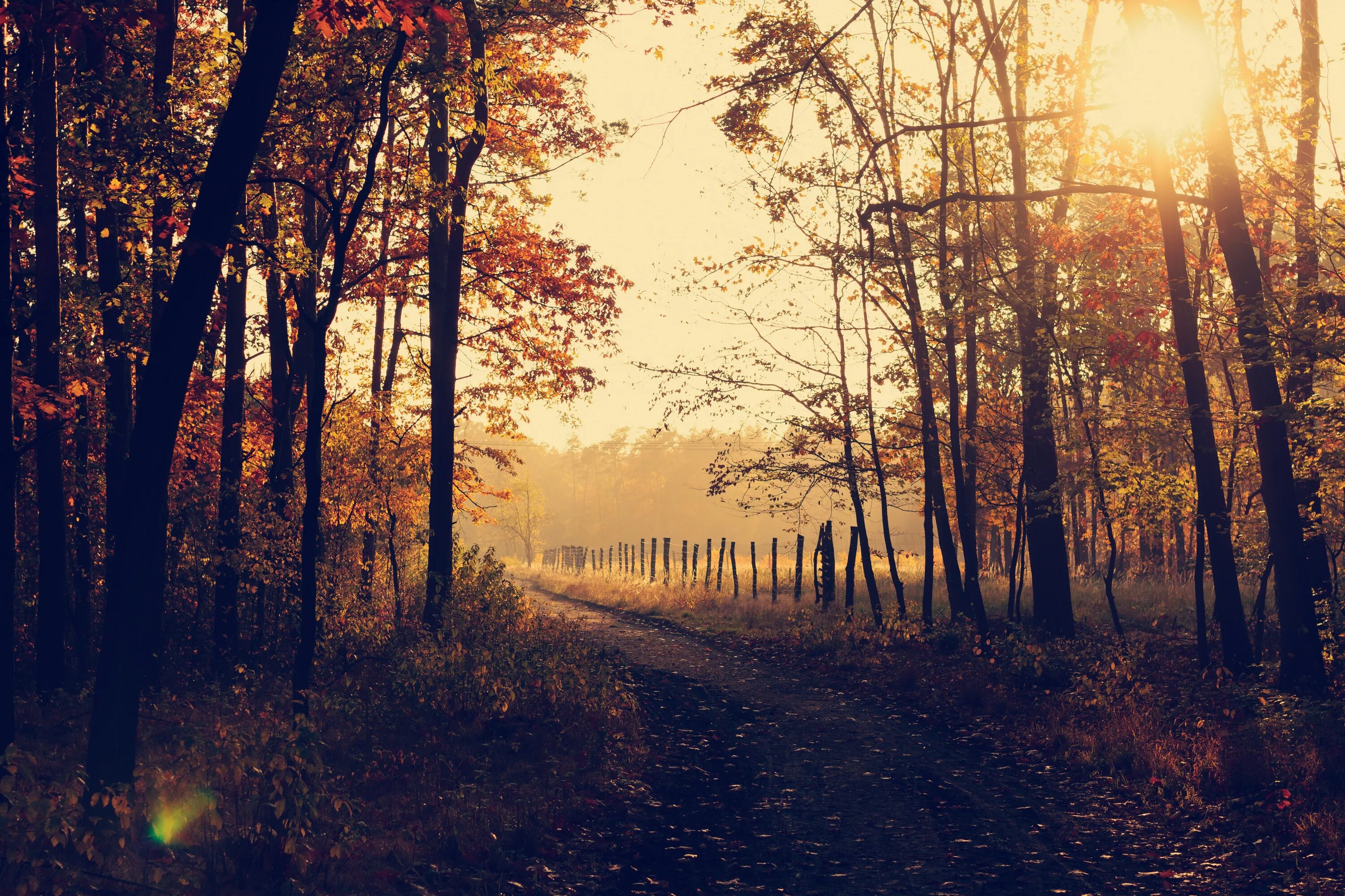 During the fall. Вечерний осенний лес. Осенний лес вечером. Рассвет в лесу. Осенний лес тропа вечер.