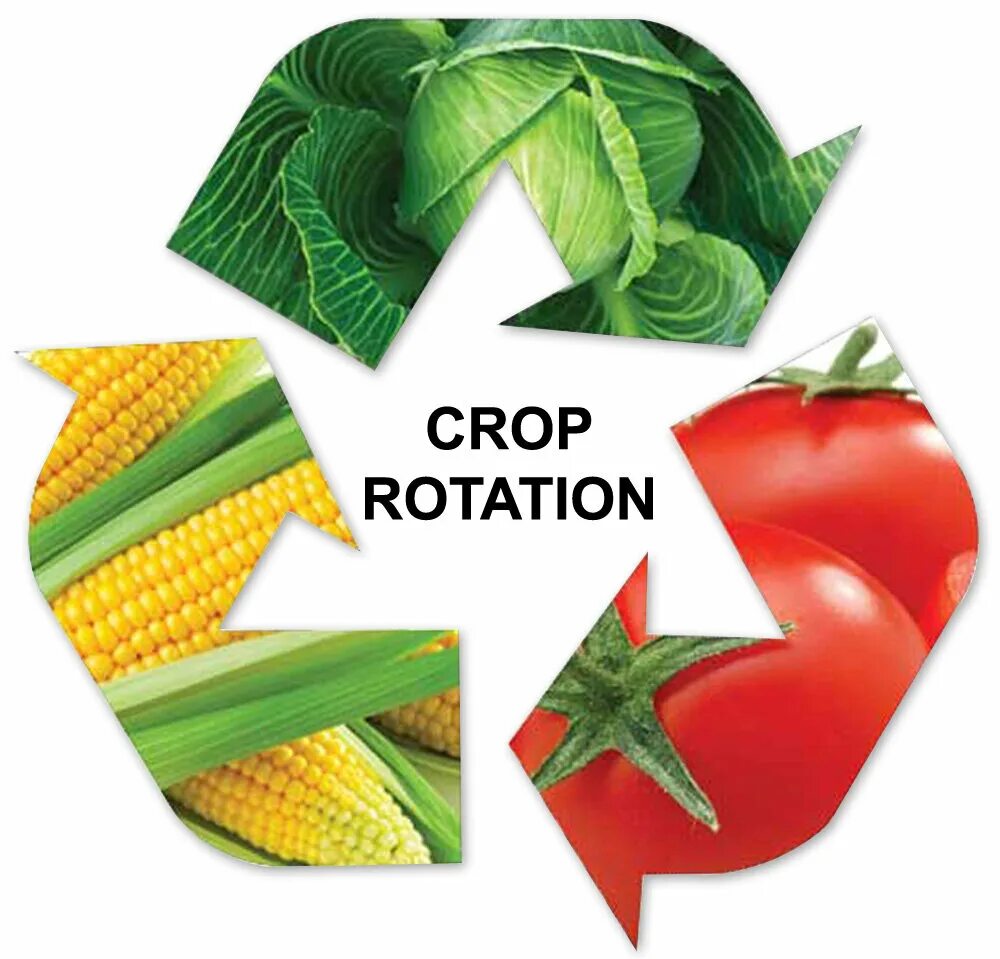 Crop rotation