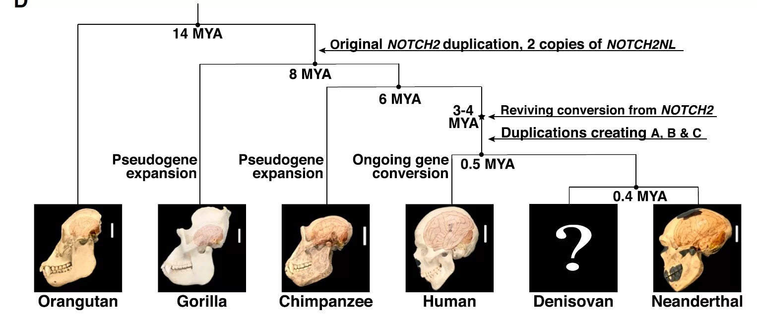цитаты о разумности. саморазвитие фразы мотивация. даже разумный человек. древнейший человек неандерталец кроманьонец. даже разумный человек.