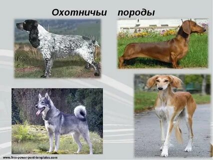 Разновидности охотничьих