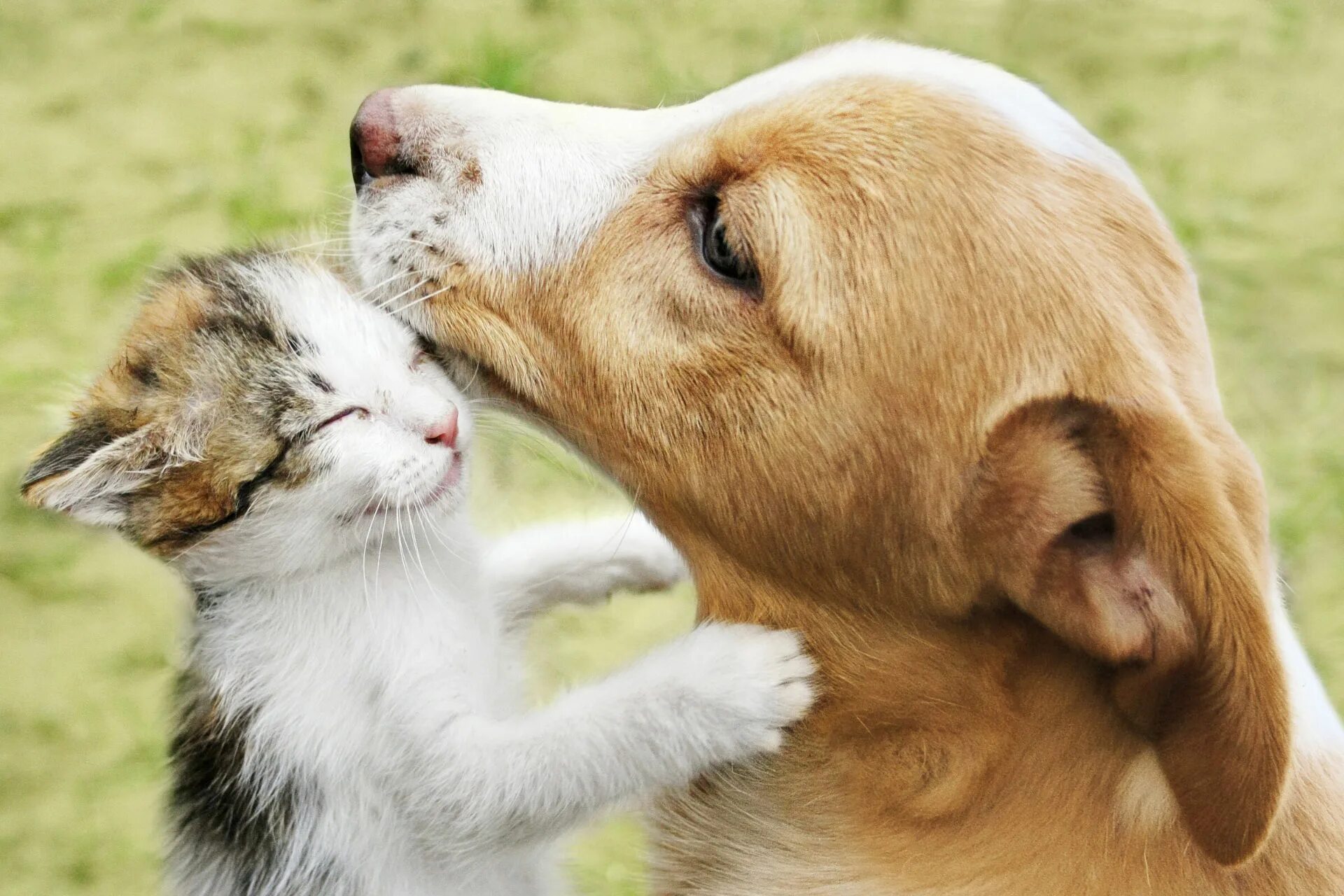 Собаки любовь. Кошки и собаки. Дружба кошки и собаки. Кот и собака дружат. Кошка и собака любовь.