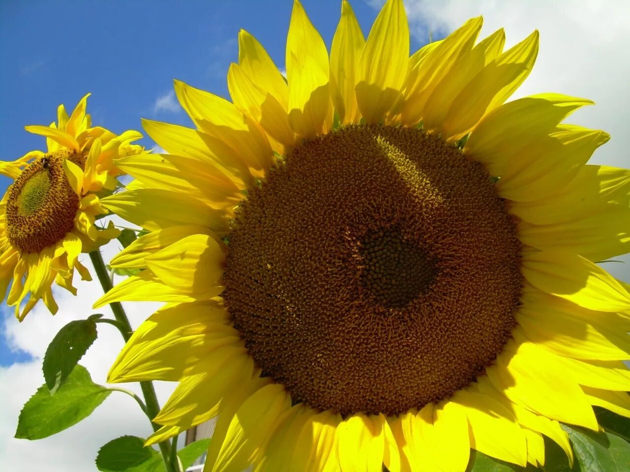 натали семена подсолнечника. купим подсолнечник масличный. амброзия в подсолнечнике. андромеда гибрид подсолнечника. купим подсолнечник масличный.