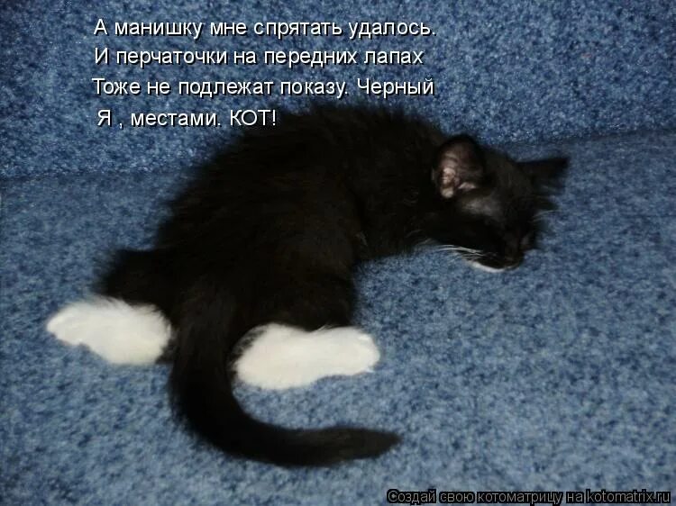 Зубочистки от котов в горшке. Интересные игрушки для кошек. Антикот на забор. Кот на заборе. Угловая когтеточка для кошек.