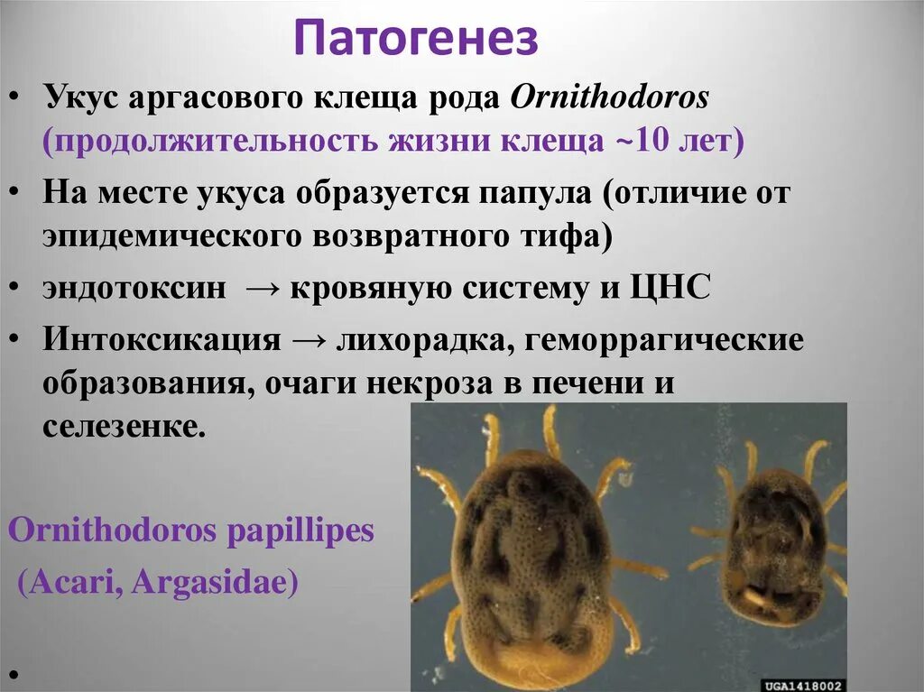 Клещ живет без еды. Аргасовые клещи Продолжительность жизни. Продолжительность жизни клеща лесного.