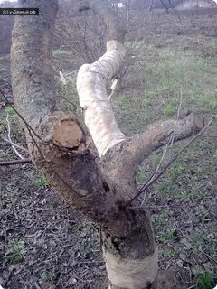 Спасаем яблоню