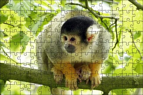 Le regne animal