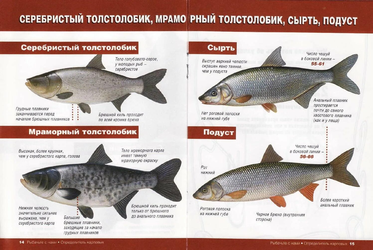 Виды рыб. Семейство карповых. Рыба из семейства карповых. Рыбы из семейства карповых список. Породы красных рыб