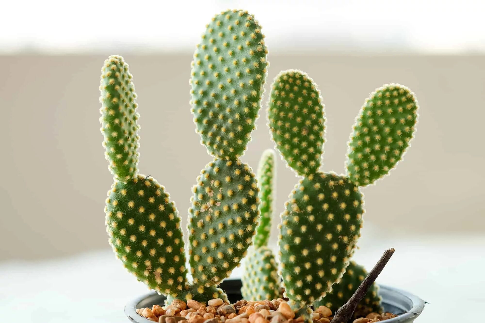 Cactus dg. Опунция Microdasys. Кактус опунция мелковолосистая. Опунция микродазис. Опунция Microdasys Opuntia microdas.