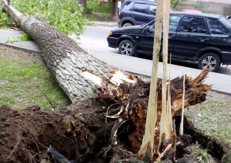 Фото упавшей липы. Чудеса с небес упало дерево. Дерево не выдержала. Дерево не выдержала. Дерево не выдержала.