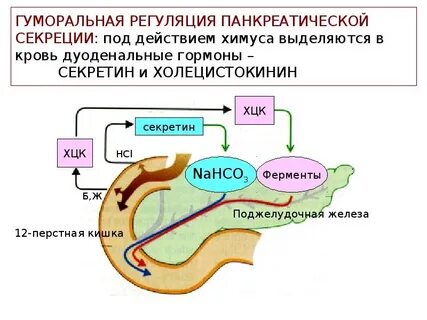Секретин