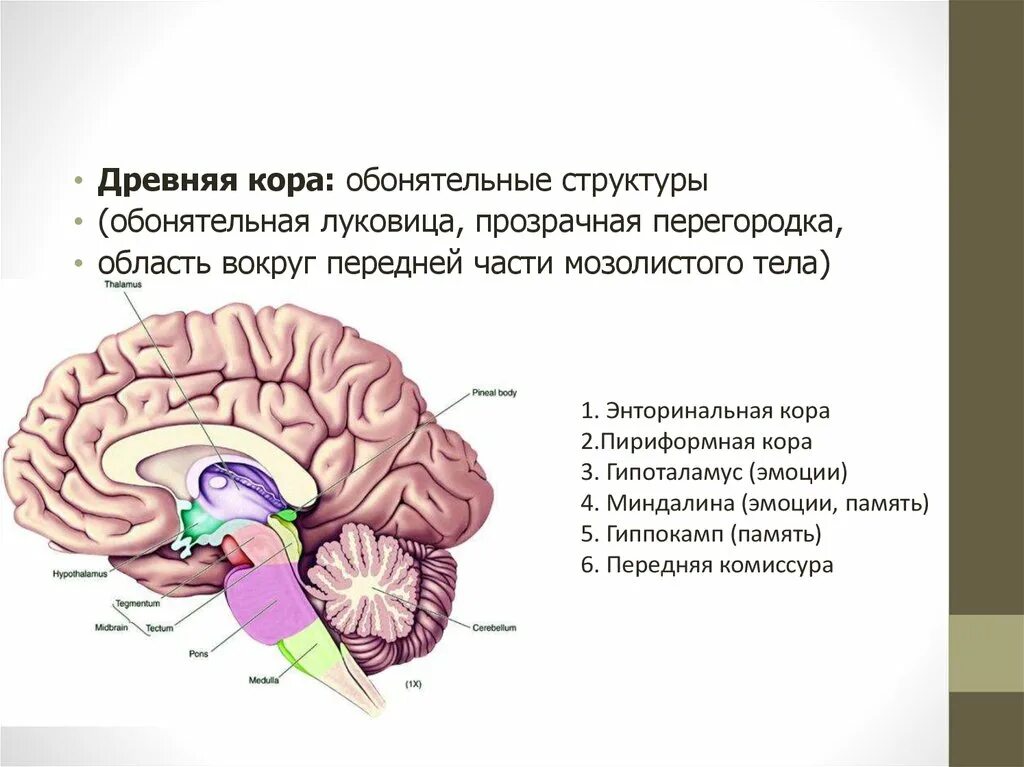 Большое полушарие мозолистое тело мост гипоталамус. Палеокортекс архикортекс коры головного мозга.