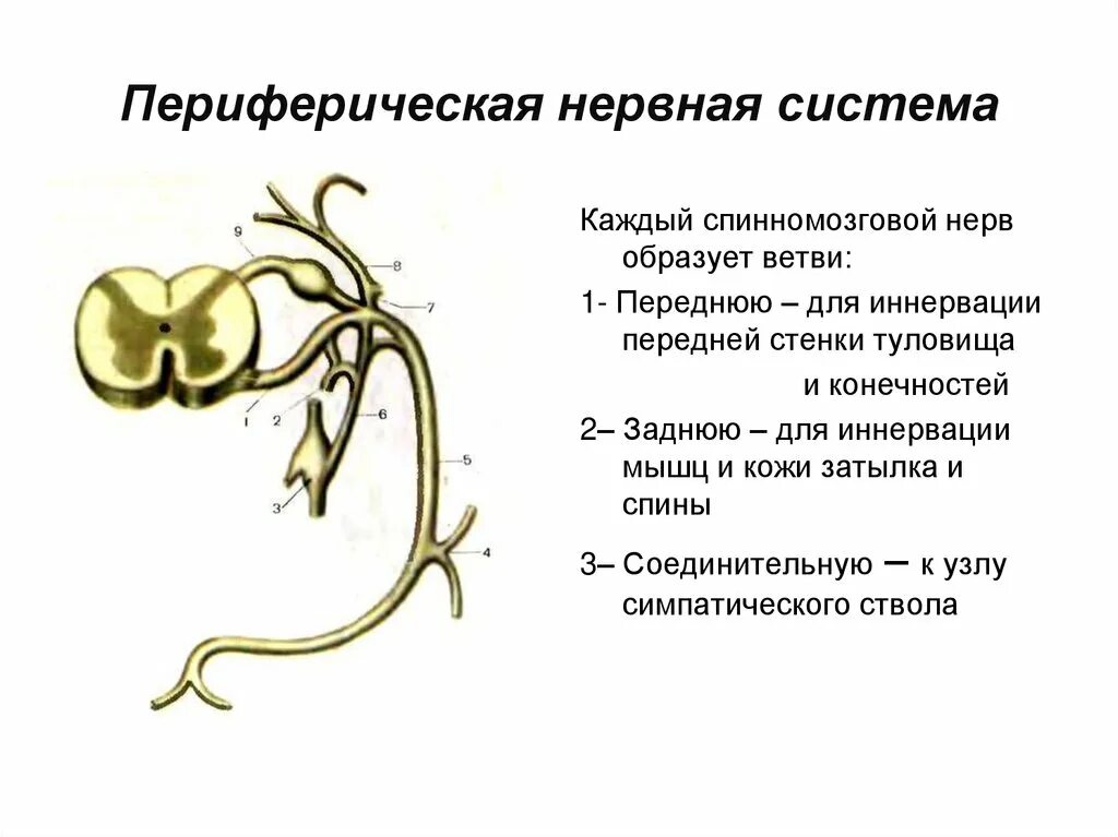 Функции периферического отдела нервной системы. Строение периферической нервной системы ее отделы и функции. периферическая нс строение функции. периферический отдел нервной системы состоит из. периферическая нервная система образована из.