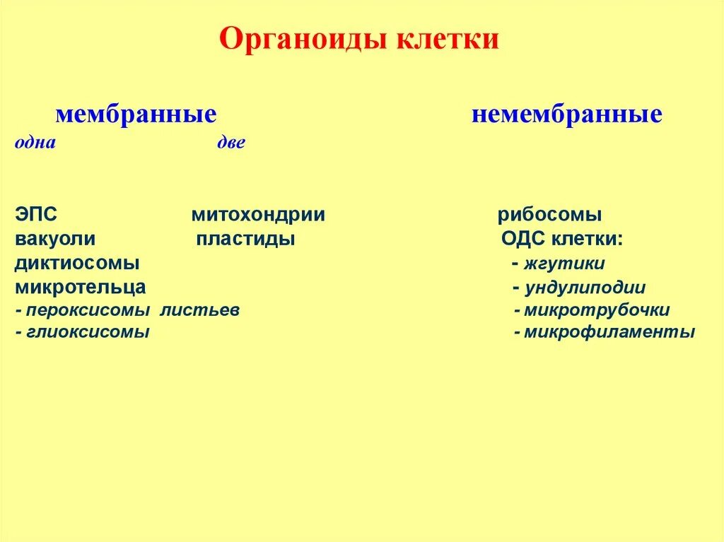 Какие немембранные органоиды могут связываться с эпс