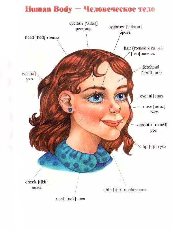 Английские слова голова. Части лица на английском. Части лица насанлийском. Чисти лица на английском. Внешность на английском для детей.