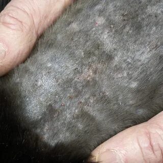 Перхоть у кота на спине около хвоста