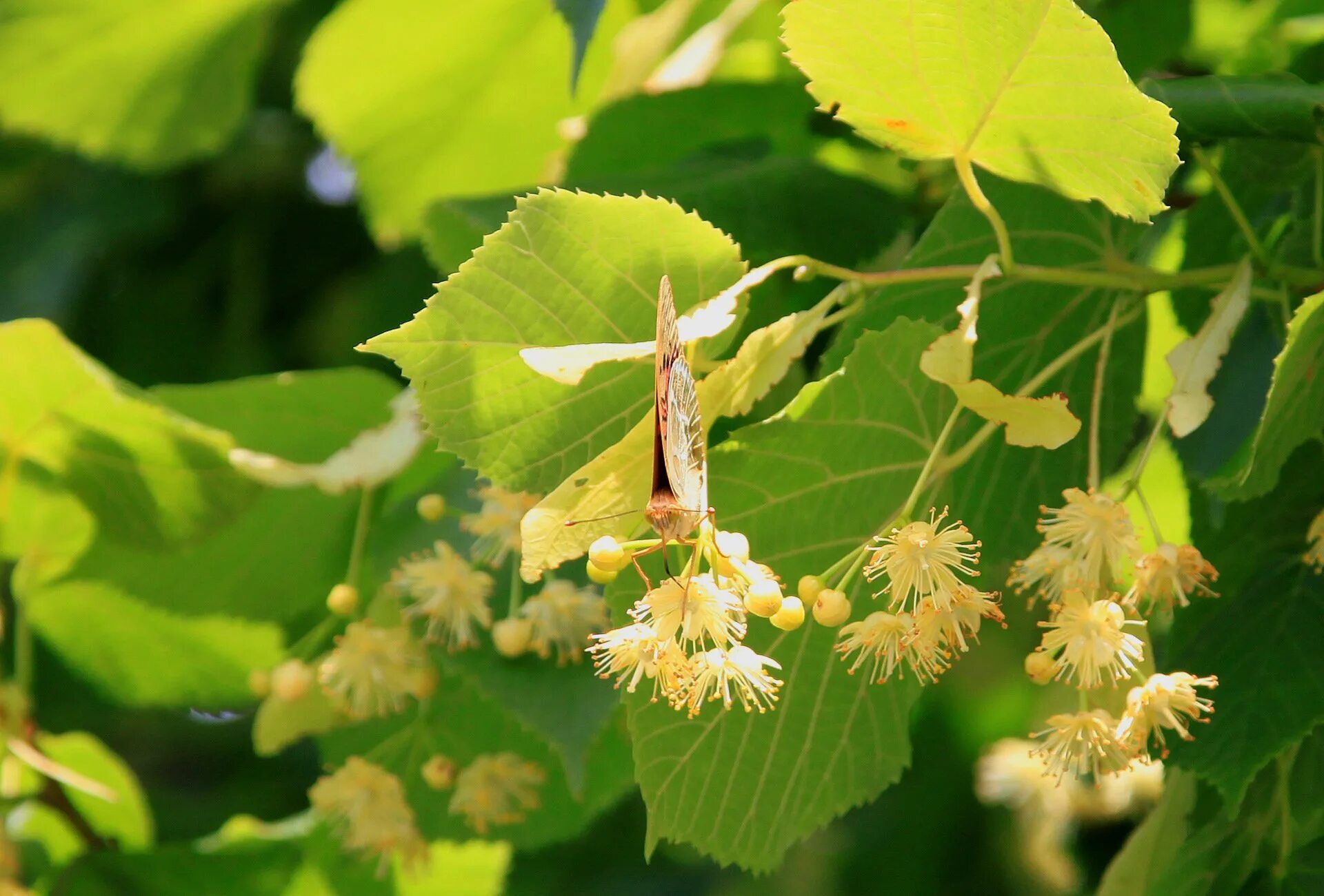 Цветущая черемуха. Соцветие клена остролистного. Клён американский ясенелистный цветы. Клен остролистный цветы дерево. Цветение листвы.