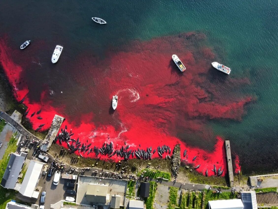 Убийство дельфинов на фарерских островах в дании. Фарерские острова убийство дельфинов. Охота на гринд на фарерских островах. Китобойный промысел на фарерских островах. Остров где убивают.