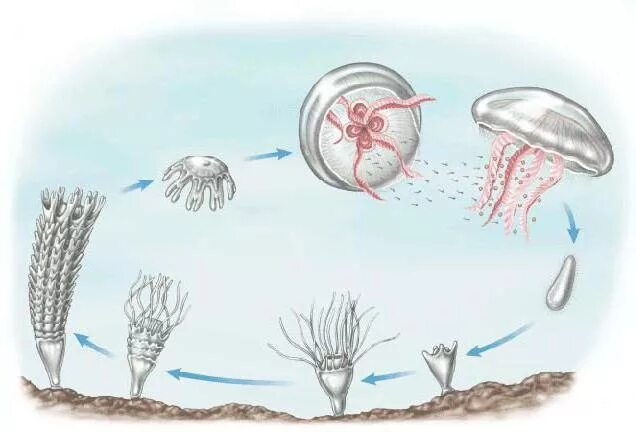 Жизненный цикл медузы корнерот. Цикл сцифоидных медуз. Жизненный цикл медузы Аурелии. Жизненный цикл полипа и медузы.