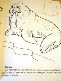 Нарисовать животное занесенное в красную книгу