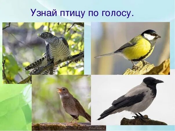 Как узнать птицу по пению