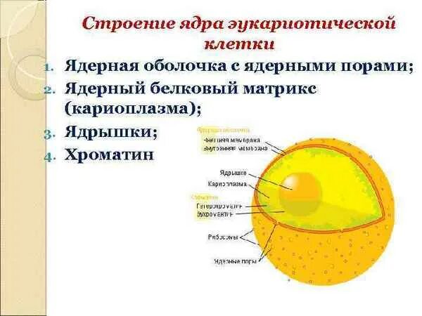 Строение ядра урок. Строение ядрышка. Строение ядра кратко. Ядро и ядрышко строение. Схема строения ядра.