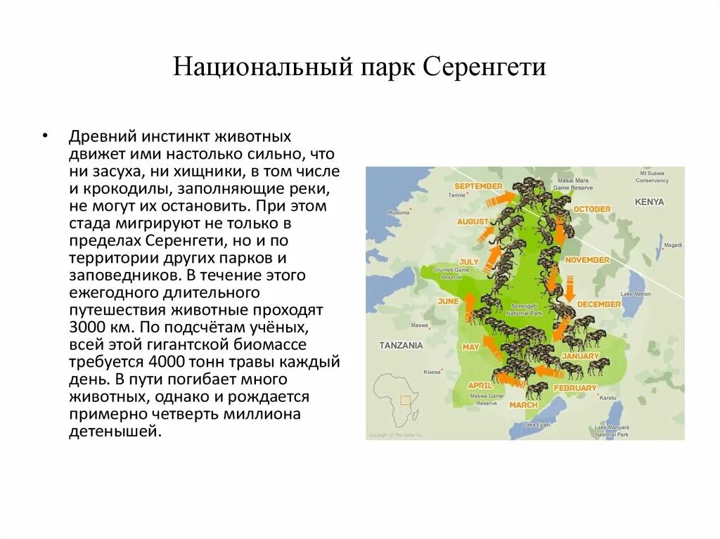 Проект национального парка танзании. Национальный парк Серенгети презентация. Национальный парк Танзании презентация. Национальный парк Серенгети сообщение. Серенгети национальный парк доклад.