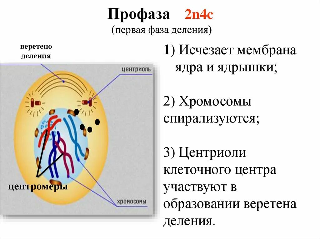 4n4c какая фаза. Профаза 2. Мейоз фазы 2n4c. Профаза мейоза 2. Профаза 1 2n4c.