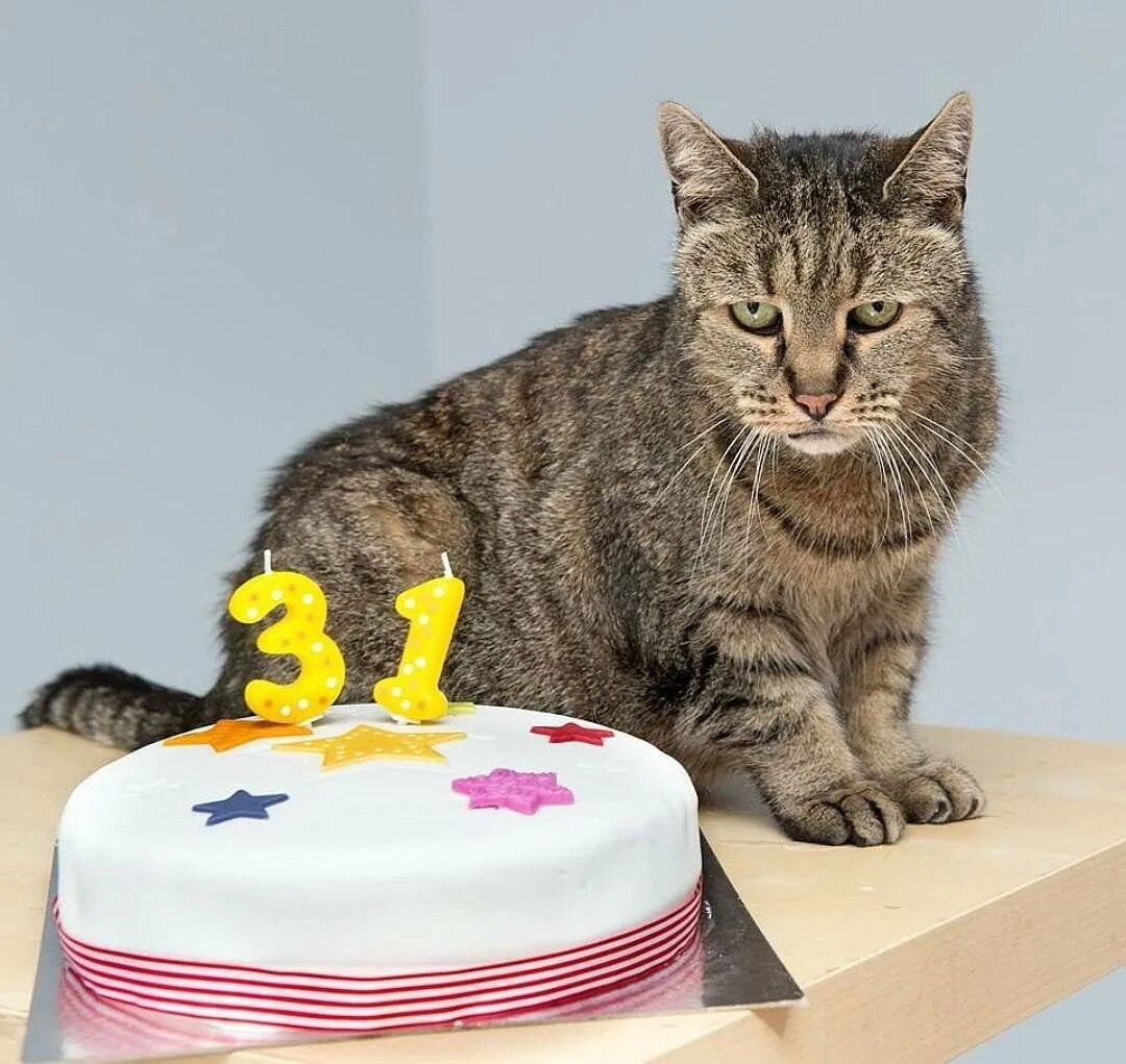 Мир котик