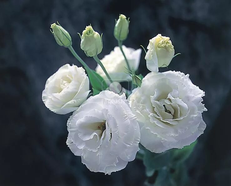 Эустома махровая белая. Эустома (lisianthus). эустома лизиантус махровая. эустома махровая вайт.