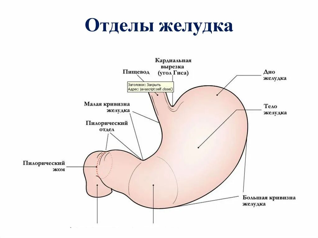 Какие отделы имеет желудок. Антральный и фундальный отдел желудка. Функции кардиального отдела желудка. Желудок анатомия антральный отдел желудка. Антральный отдел и пилорический отдел желудка.