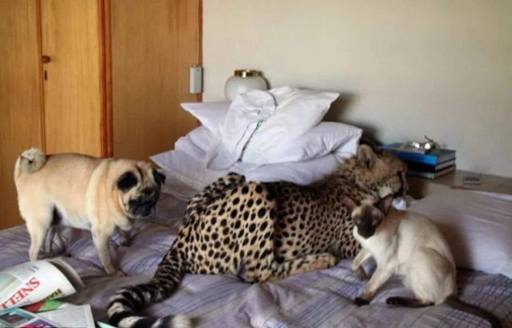Какие домашние животные добавлены в личном кабинете. Домашний гепард. Домашние животные для квартиры. Леопард в квартире. Гепард домашний в доме.
